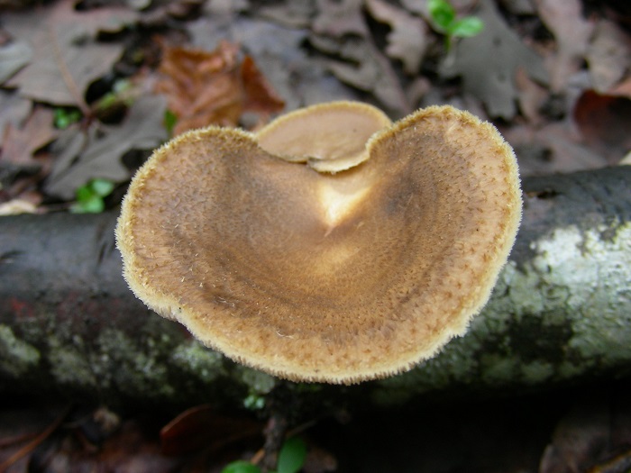 652 Aprile vecchio ritrovamento